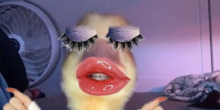 Meme hài vịt đáng yêu