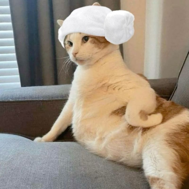 99+ ảnh meme khó hiểu nhưng cực hài hước, troll bạn bè 2 Bộ ảnh mèo meme khó hiểu