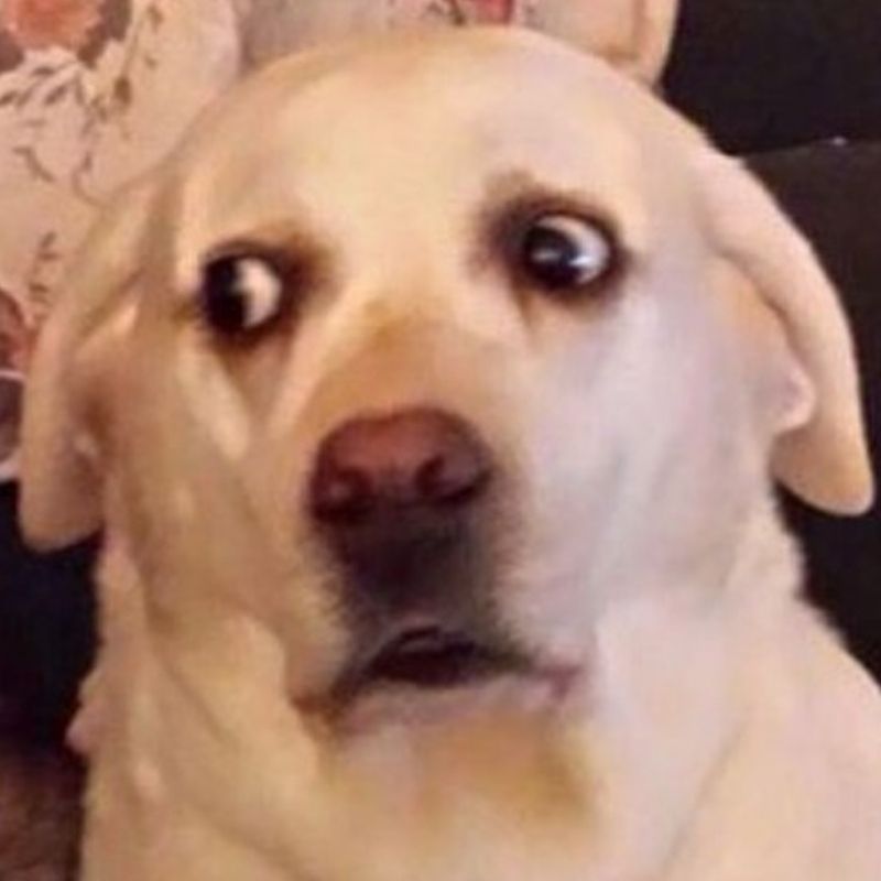 99+ ảnh meme khó hiểu nhưng cực hài hước, troll bạn bè 17 meme chó khó hiểu