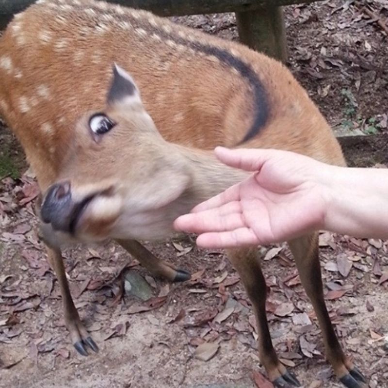 99+ ảnh meme khó hiểu nhưng cực hài hước, troll bạn bè 16 meme nai khó hiểu