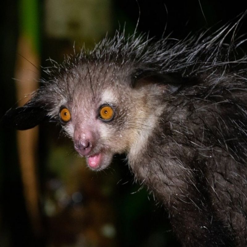 99+ ảnh meme khó hiểu nhưng cực hài hước, troll bạn bè 15 meme dơi khó hiểu