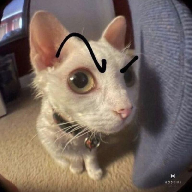 99+ ảnh meme khó hiểu nhưng cực hài hước, troll bạn bè 5 meme mèo hành động khó hiểu