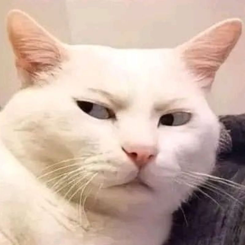 99+ ảnh meme khó hiểu nhưng cực hài hước, troll bạn bè 3 meme mèo liếc xéo khó hiểu