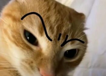 99+ ảnh meme khó hiểu nhưng cực hài hước, troll bạn bè