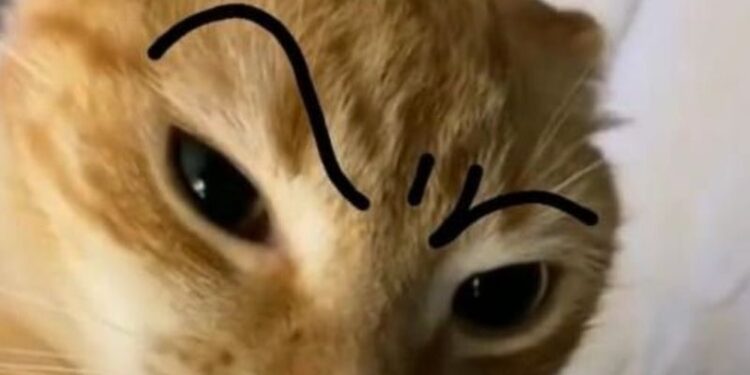 99+ ảnh meme khó hiểu nhưng cực hài hước, troll bạn bè