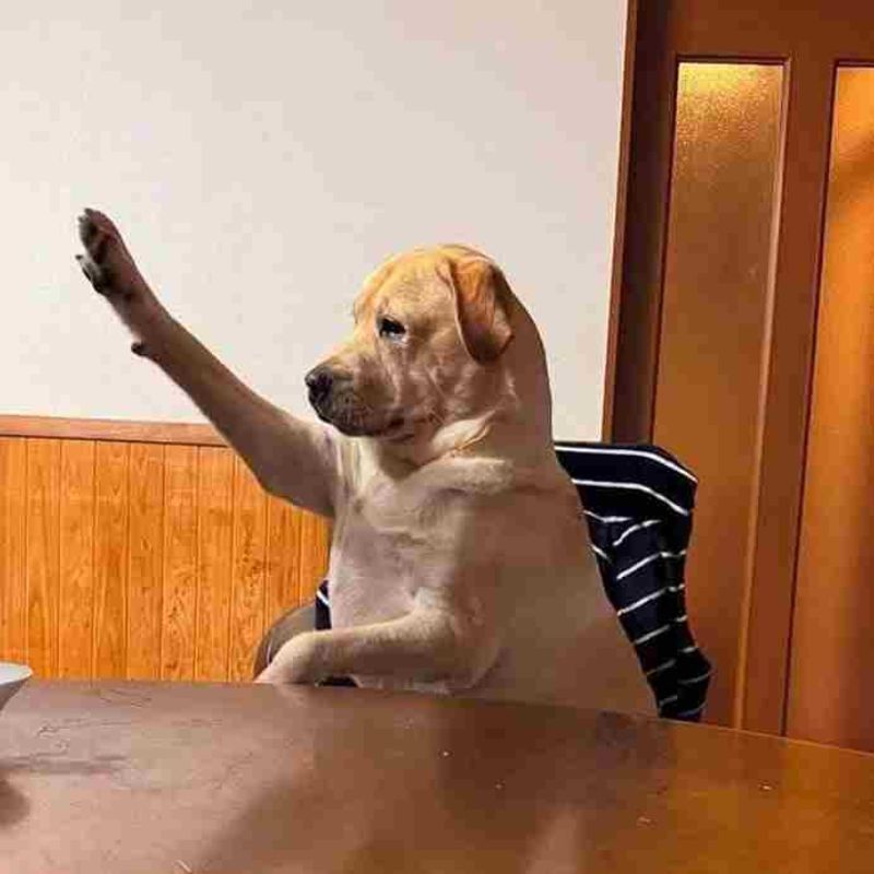 100+ Meme like hài hước, bựa, dễ thương hot trend nhất 16 Meme chú chó giơ tay like nhiệt tình