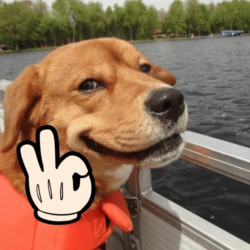 100+ Meme like hài hước, bựa, dễ thương hot trend nhất 17 Meme like