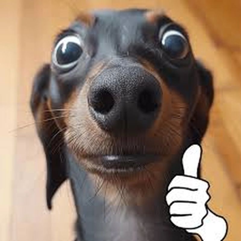 100+ Meme like hài hước, bựa, dễ thương hot trend nhất 18 Meme chú chó mặt hài bựa like