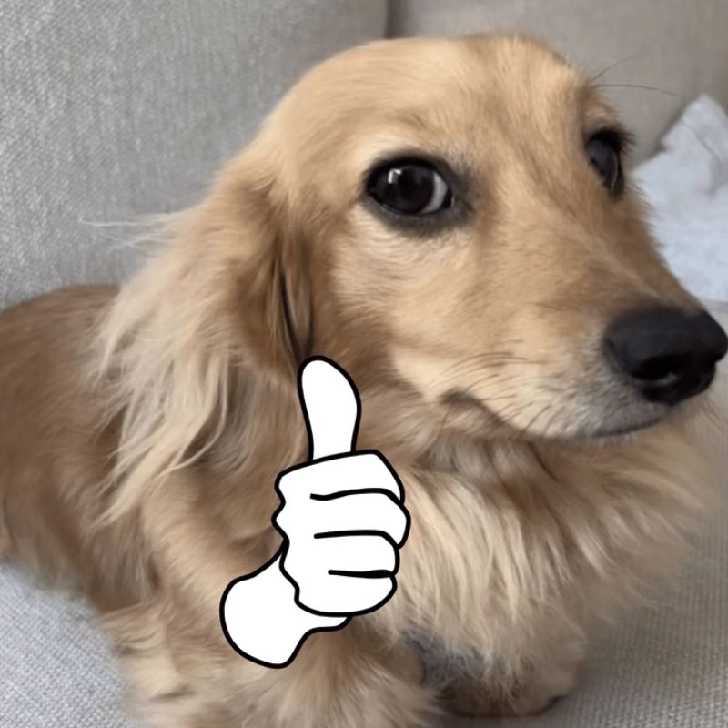 100+ Meme like hài hước, bựa, dễ thương hot trend nhất 19 Meme chú chó gâu đần like hài hước