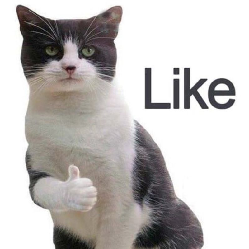 100+ Meme like hài hước, bựa, dễ thương hot trend nhất 5 Meme like chú mèo mặt cọc hài hước