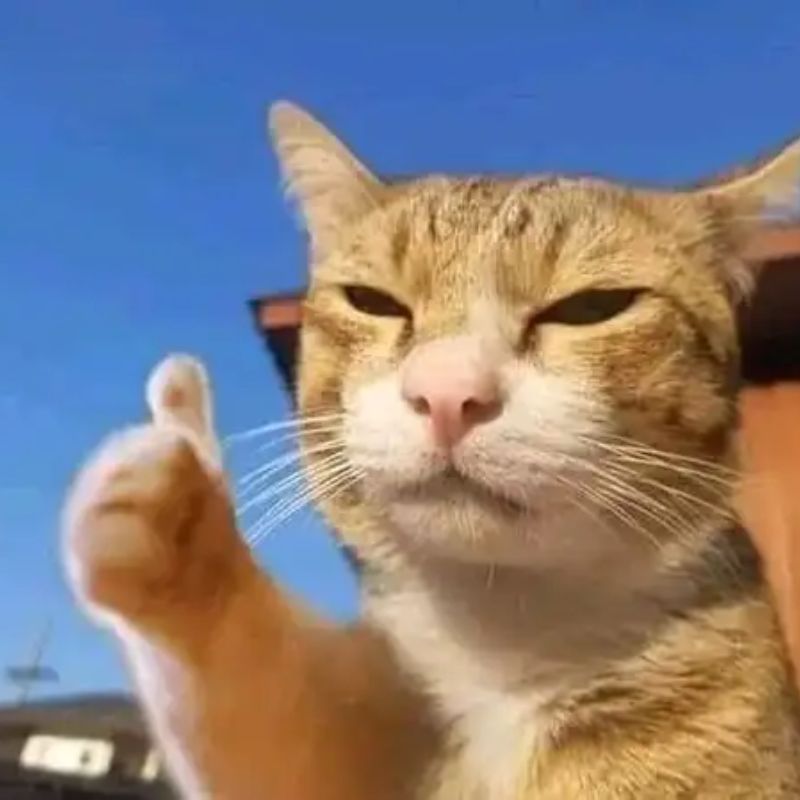 100+ Meme like hài hước, bựa, dễ thương hot trend nhất 7 Meme like chú mèo lim dim mắt