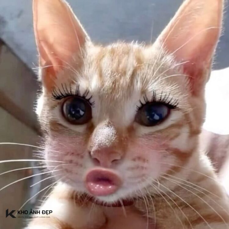 Meme mèo bựa hài hước