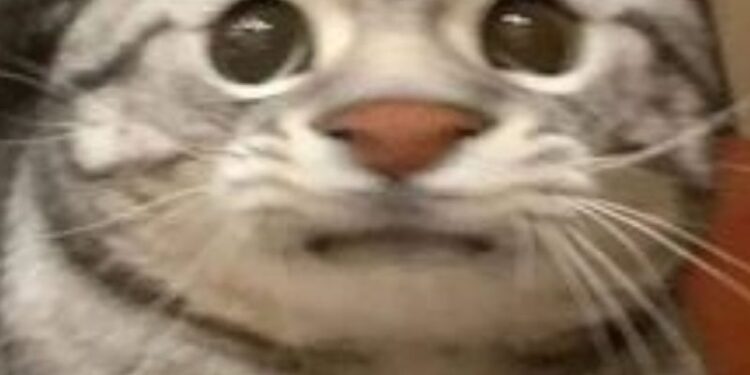 Top 99+ meme ngại ngùng cực đáng yêu, cười thả ga năm 2025