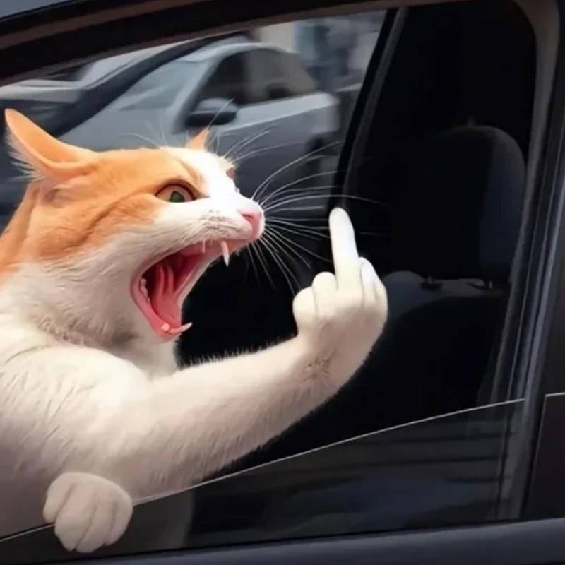 99+ meme ngón giữa chất lừ, dùng comment là “thấm” liền 14 hình ảnh mèo dơ ngón giữa meme