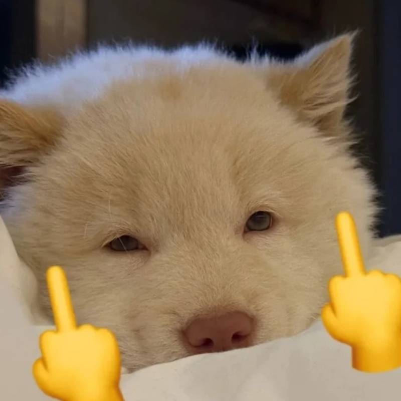 99+ meme ngón giữa chất lừ, dùng comment là “thấm” liền 17 meme chó con dơ ngón giữa
