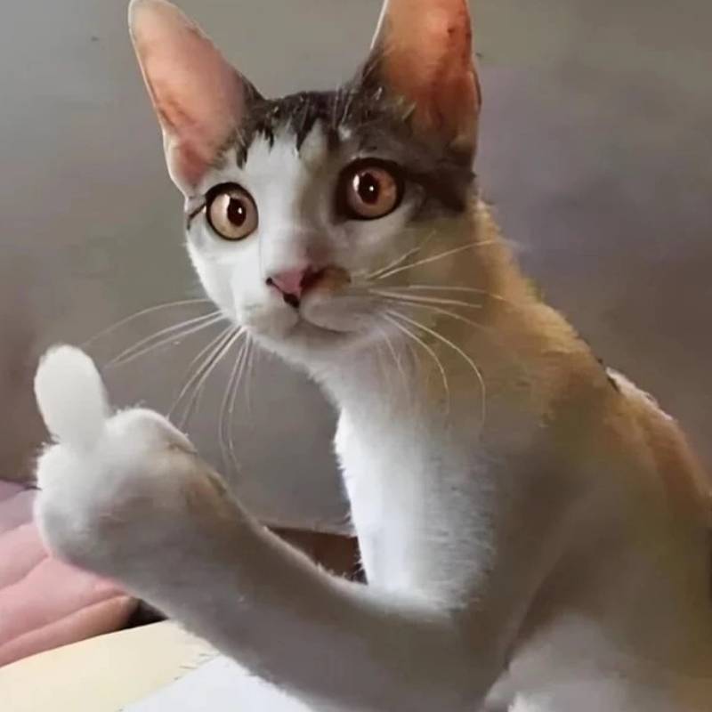 99+ meme ngón giữa chất lừ, dùng comment là “thấm” liền 18 meme ngon giua 16