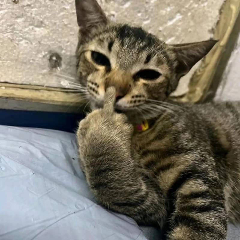 99+ meme ngón giữa chất lừ, dùng comment là “thấm” liền 16 meme mèo con dơ ngón giữa