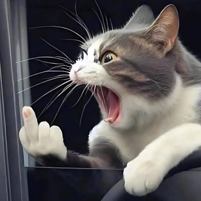 99+ meme ngón giữa chất lừ, dùng comment là “thấm” liền 15 meme mèo đen dơ ngón giữa