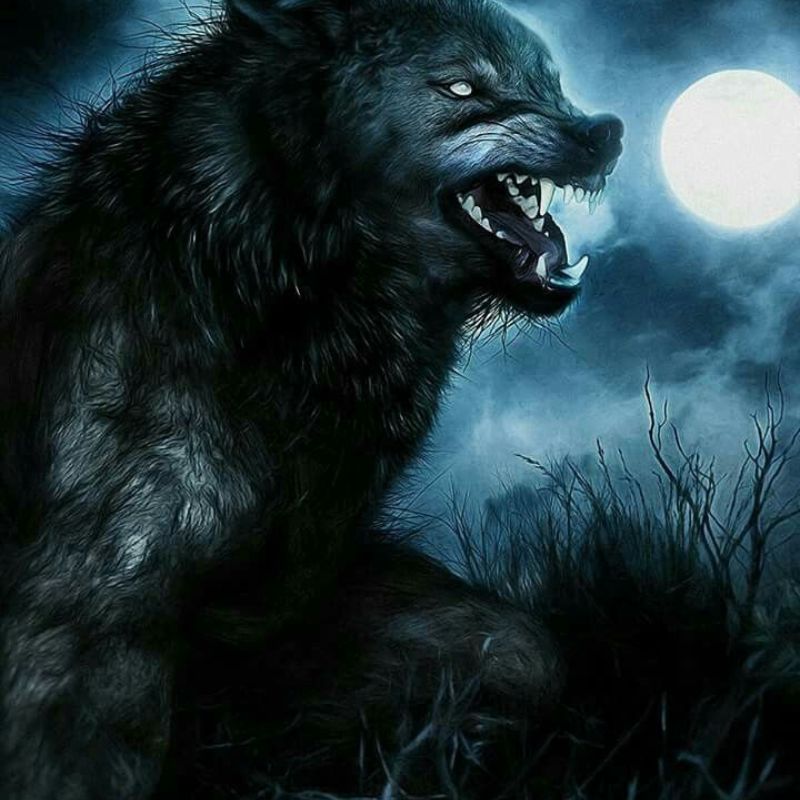 99+ bộ sưu tập sói cô độc meme ngầu và đầy tâm trạng 25 meme sói cô độc