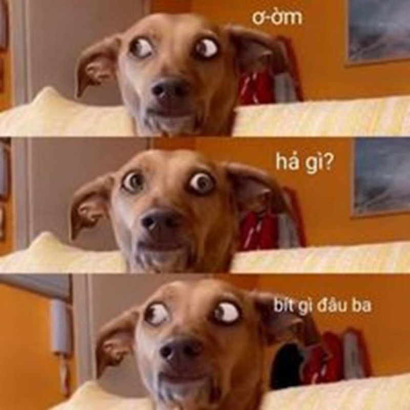 ảnh ai biết gì đâu meme