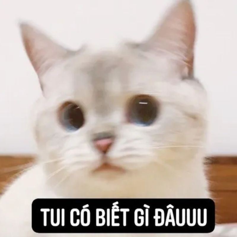 ảnh ai biết gì đâu meme