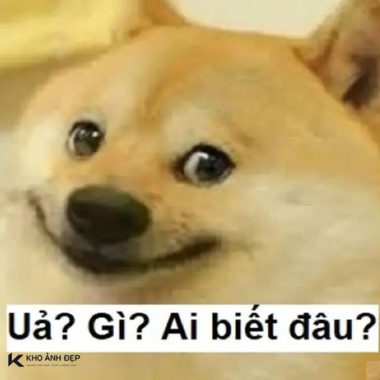 99+ bộ sưu tập ai biết gì đâu meme vô tri siêu hài 1 ảnh ai biết gì đâu meme