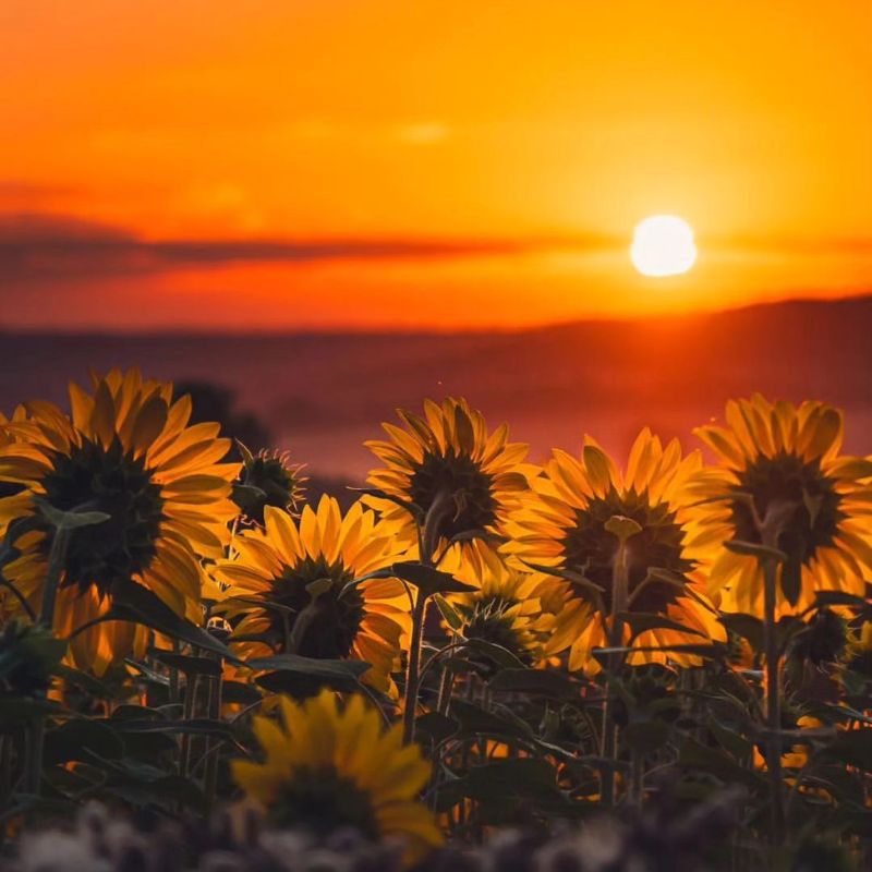 100+ Avatar hoa hướng dương đẹp, rực rỡ hợp mọi nền tảng social 2 Ảnh hoa hướng dương và mặt trời