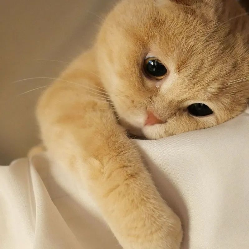 +100 avatar TikTok vô tri cute, cực lầy lội, nhìn là muốn dùng 110 avatar tiktok vô tri con mèo