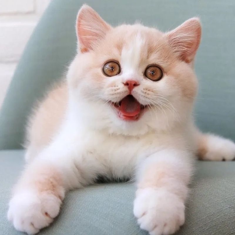 +100 avatar TikTok vô tri cute, cực lầy lội, nhìn là muốn dùng 111 avatar tiktok vô tri con mèo