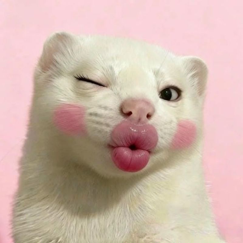 +100 avatar TikTok vô tri cute, cực lầy lội, nhìn là muốn dùng 32 avatar TikTok vô tri hài hước cute