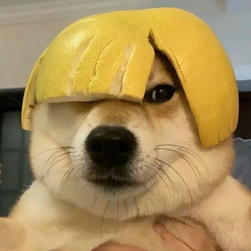 +100 avatar TikTok vô tri cute, cực lầy lội, nhìn là muốn dùng 41 avatar tiktok vô tri hài hước ngầu