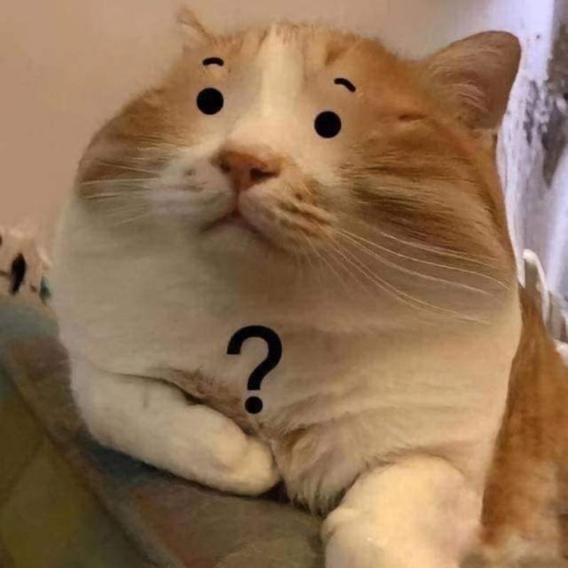 +100 avatar TikTok vô tri cute, cực lầy lội, nhìn là muốn dùng 44 avatar tiktok vô tri hài hước mèo