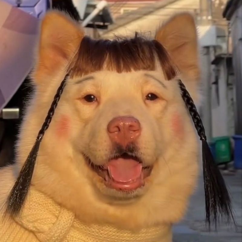 +100 avatar TikTok vô tri cute, cực lầy lội, nhìn là muốn dùng 45 avatar tiktok vô tri hài hước chó