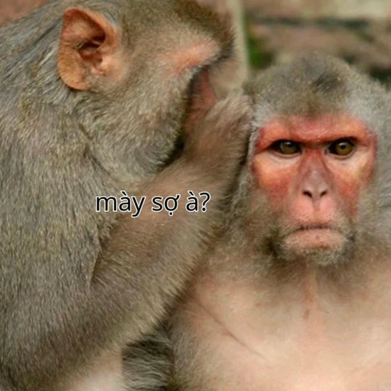 89+ bộ sưu tập bạn sợ à meme hài hước nhất mạng xã hội 23 ảnh bạn sợ à meme