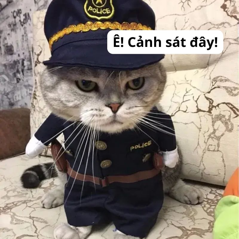 "Ê! Cảnh sát đây, đứa nào láo??"
