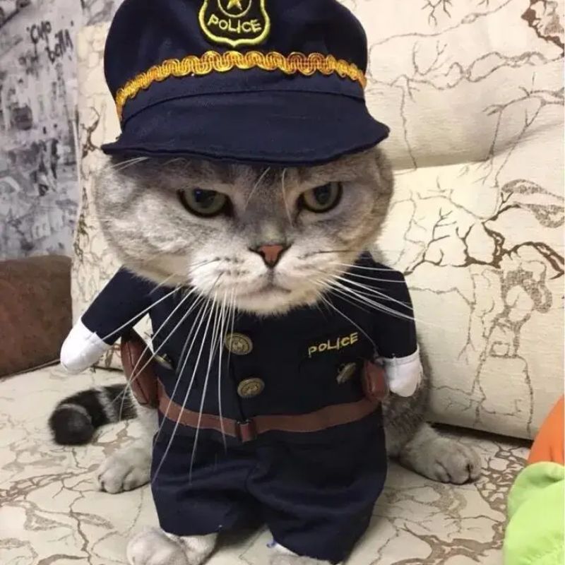 "Gặp police mà không chào hả? Quỳ xuống!"