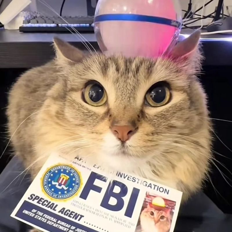 "Trẫm là người của FBI, khôn hồn thì chỉ chỗ giấu pate đây!