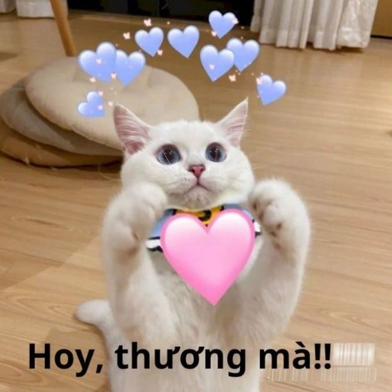 Meme an ủi cute cho những ngày mệt mỏi