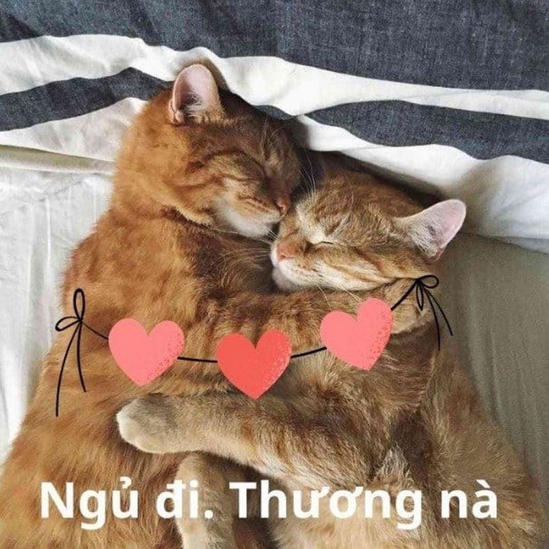 Meme an ủi mèo siêu đáng yêu