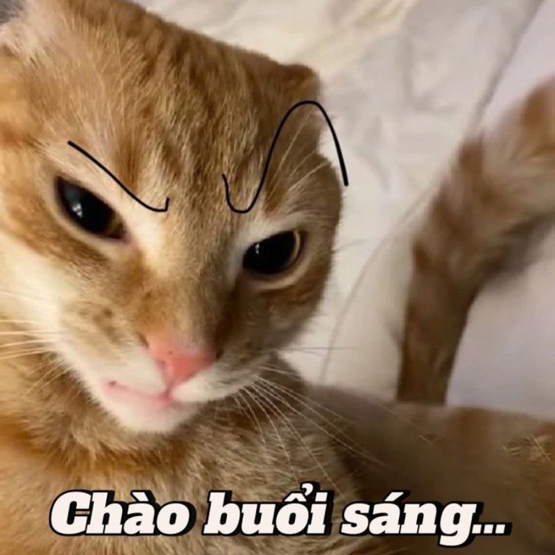 69+ meme chào buổi sáng hài hước giúp ngày mới thêm vui 14 Meme chào buổi sáng mèo hài hước