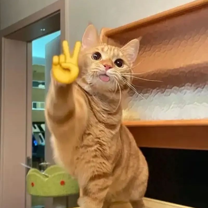 69+ meme chào buổi sáng hài hước giúp ngày mới thêm vui 16 Meme mèo chào buổi sáng bựa