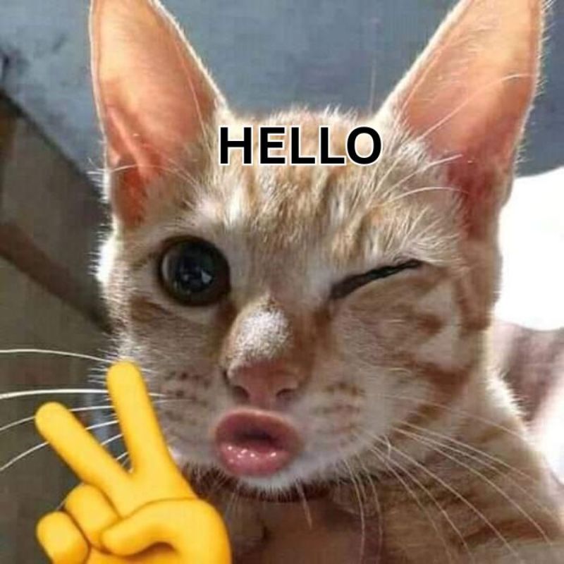 69+ meme chào buổi sáng hài hước giúp ngày mới thêm vui 19 Ảnh mèo chào ngày mới đáng yêu