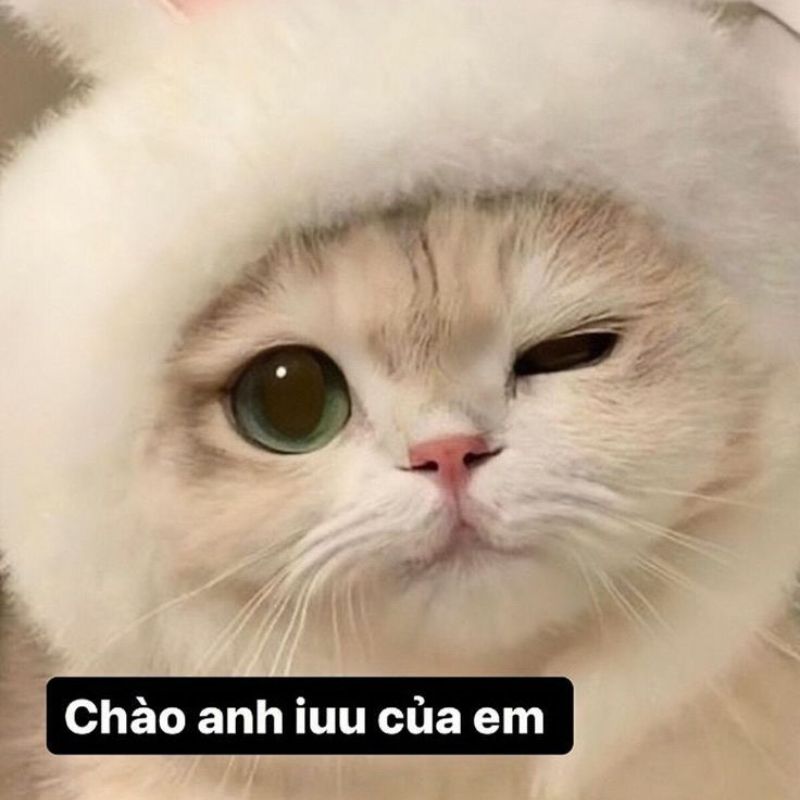 69+ meme chào buổi sáng hài hước giúp ngày mới thêm vui 22 Meme mèo chào buổi sáng cute, đáng yêu