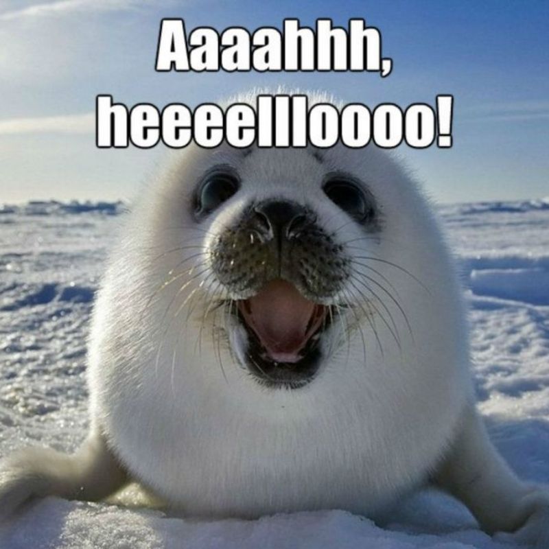 69+ meme chào buổi sáng hài hước giúp ngày mới thêm vui 23 Ảnh chào buổi sáng cute, đáng yêu