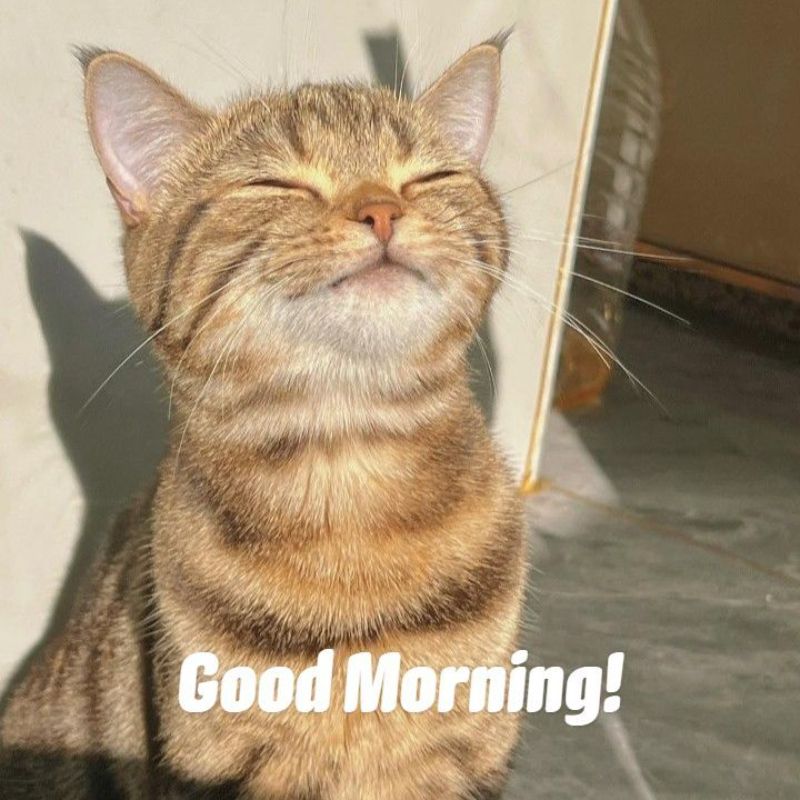 69+ meme chào buổi sáng hài hước giúp ngày mới thêm vui 8 Meme mèo chào buổi sáng đáng yêu