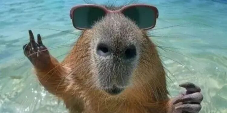 69+ meme chào buổi sáng hài hước giúp ngày mới thêm vui 1 Meme chào buổi sáng hài hước