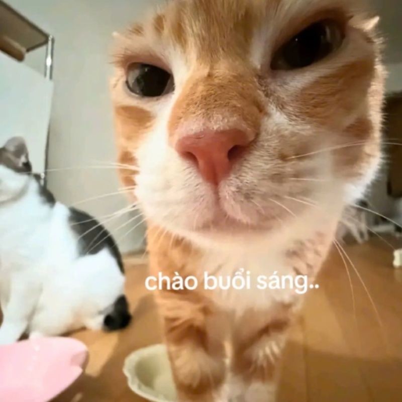 69+ meme chào buổi sáng hài hước giúp ngày mới thêm vui 9 Meme chào buổi sáng mèo hài hước