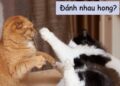 meme đánh nhau không