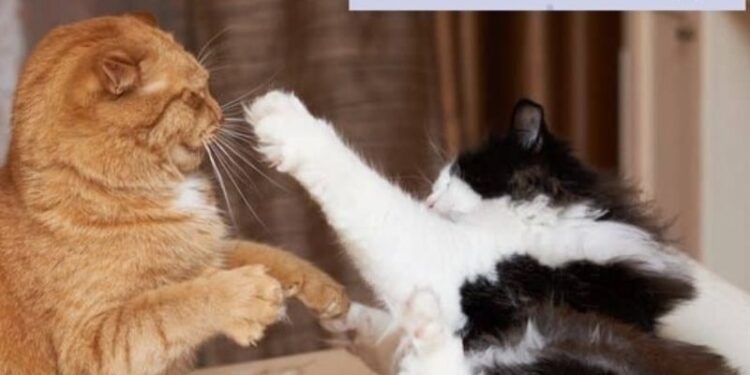 meme đánh nhau không