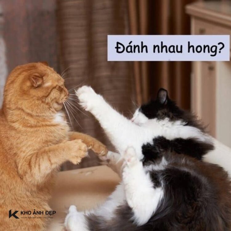 99+ Mẫu meme đánh nhau hài hước, vui nhộn, độc đáo 1 meme đánh nhau không